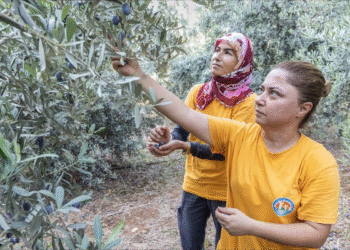Mersin Mezitli Belediyesi’nden Anlamlı Destek: Zeytinyağı Geliri Kız Öğrencilerin Eğitim Masrafları İçin