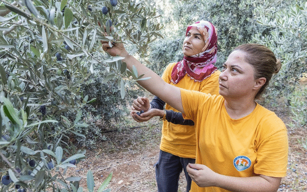 Mersin Mezitli Belediyesi’nden Anlamlı Destek: Zeytinyağı Geliri Kız Öğrencilerin Eğitim Masrafları İçin