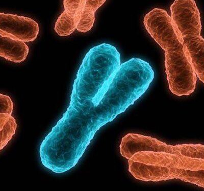 Erkeklik geni Tehlike Altında: Y Kromozomu Hızla Eriyor