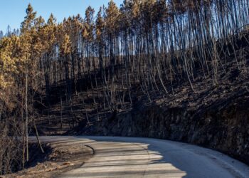 Yol kenarındaki yokuşta yanmış siyah ağaç gövdeleri ve kül kaplı toprak