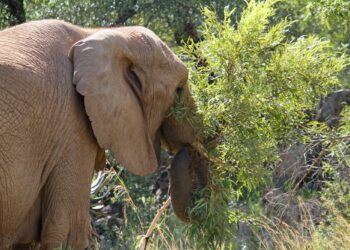 Afrika fili doğal yaşam alanında yeşil yapraklı çalılıkları hortumuyla yemek yiyor.